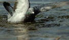 Taube im Wasser
