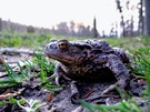 Erdkröte