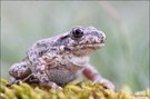 Kleine Kröte...