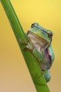 Hyla arborea ...