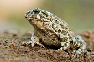Bufo viridis, die 2.