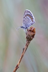 Der mit dem schönen Hintergrund.