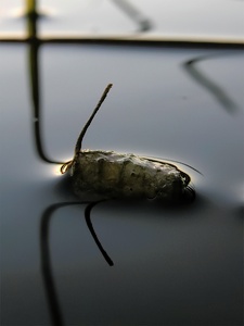 Großer Kolbenwasserkäfer - Gelege - KD