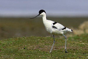 Säbelschnäbler..ND