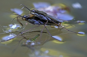Wasserläuferkopula (Gerris spec)
