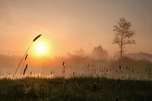 silent spring III ND