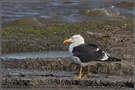 Heringsmöwe
