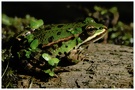 Teichfrosch ND