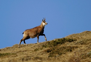 Alte Gams an der Loibspitz ND