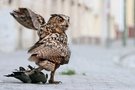 Der Uhu - Kulturfolger auf dem Vormarsch