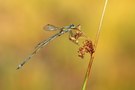 Kleine Binsenjungfer