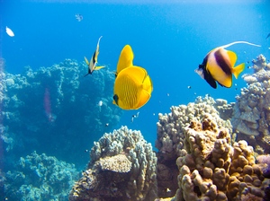 Streifzug durch die Korallengärten