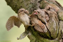 In gut einem Monat...