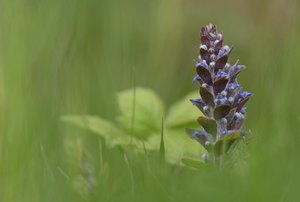 Solitär stehende Taubnessel