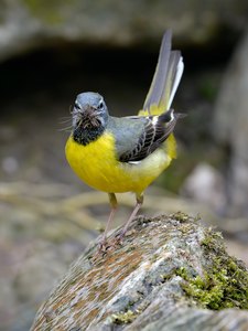 kostbarer Schnurrbart