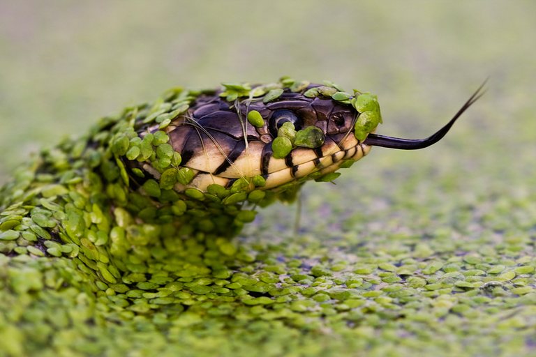 Das Tarnnetz der Ringelnatter