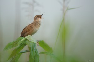 Feldschwirl in Aktion