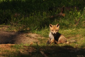 In der wärmenden Sonne