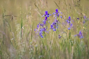 Iris sibirica