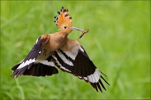 [ W i e d e h o p f a n f l u g ]