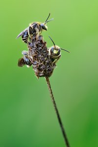 * Nachtlager  Macropis europaea *