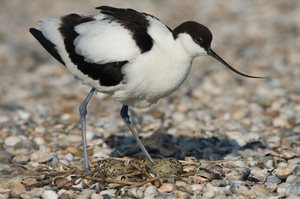 Säbelschnäbler mit Brut