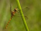 Orthetrum coerulescens