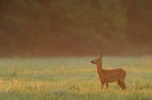 Knopfer im Streiflicht