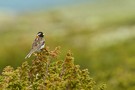 Spornammer (Calcarius lapponicus)