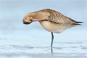 Völlig unbeeindruckt