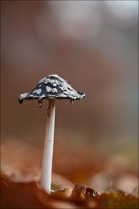 " Schwarze Tränen "