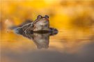 Grasfrosch (Rana temporaria)