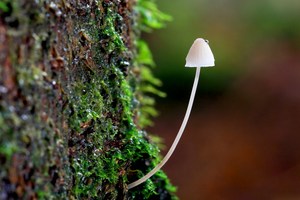 Bogenblättriger Helmling (Mycena speirea)