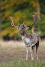 Geschmückter Damhirsch in der Brunft