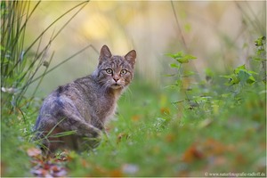 ~Wenn das Jahr zu Ende geht...~