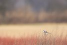 Great Grey Shrike