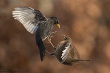 Wer wird denn gleich in die Luft gehen?