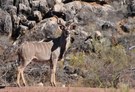 Große Kudu (Tragelaphus strepsiceros)