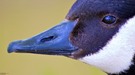 Gänse Makro