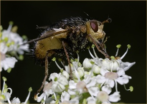 Fliege, aber welche ?