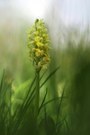 Blasses Knabenkraut (Orchis pallens)