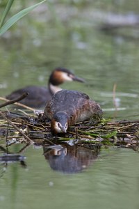 Kommt das Hochwasser schon?