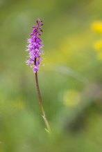 Männliches Knabenkraut (Orchis mascula)
