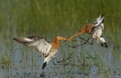Kämpfende Uferschnepfen