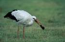 Storch II