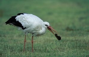 Storch II