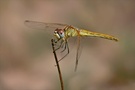 Libellenzeit III