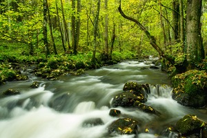 Herbstlicher Alfbach...