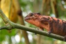 Pantherchamäleon - Furcifer pardalis