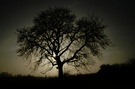 Baum im Gegenlicht